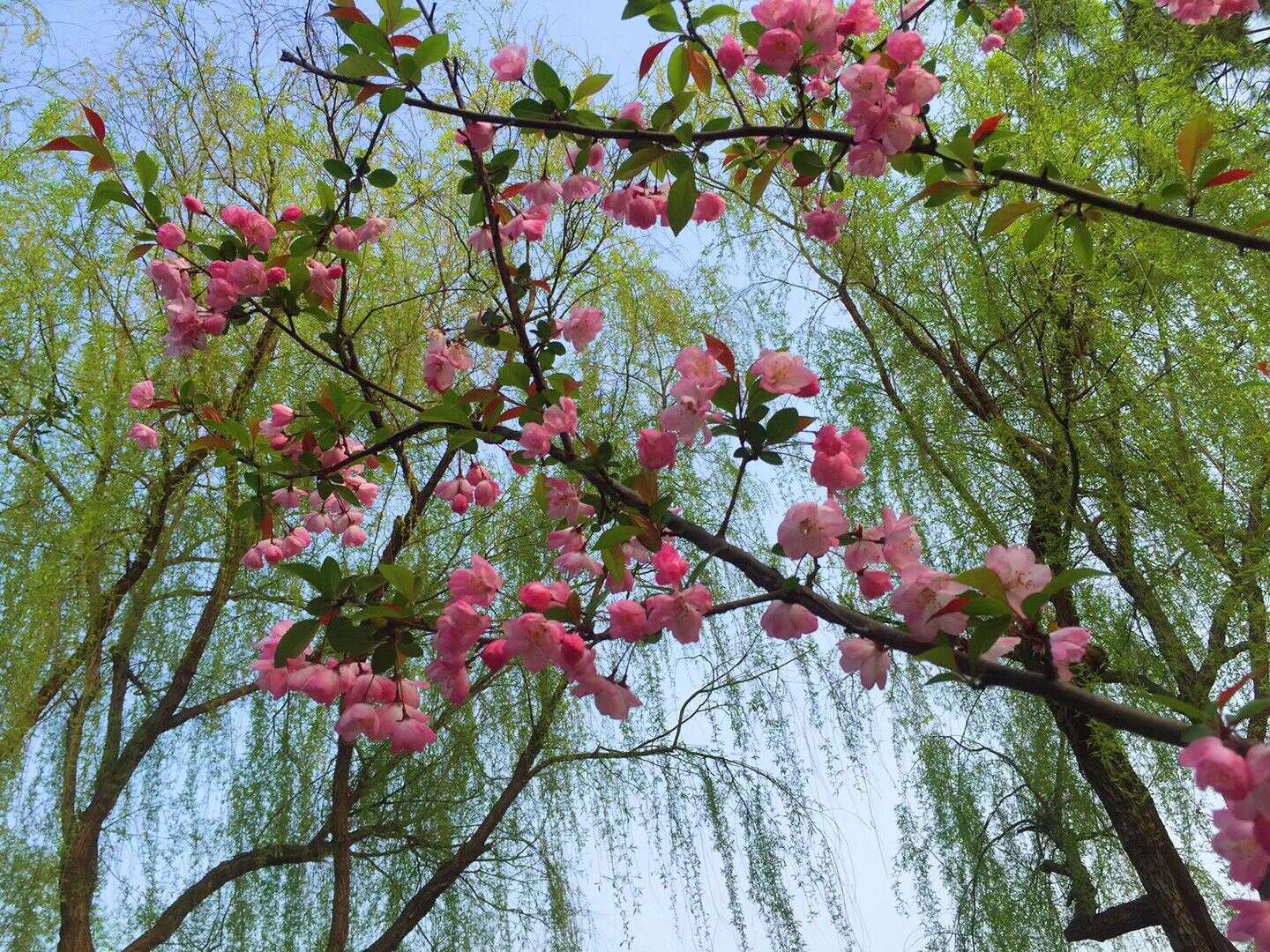 1565852039949099.jpg 桃紅柳綠(攝影:湯億群).jpg